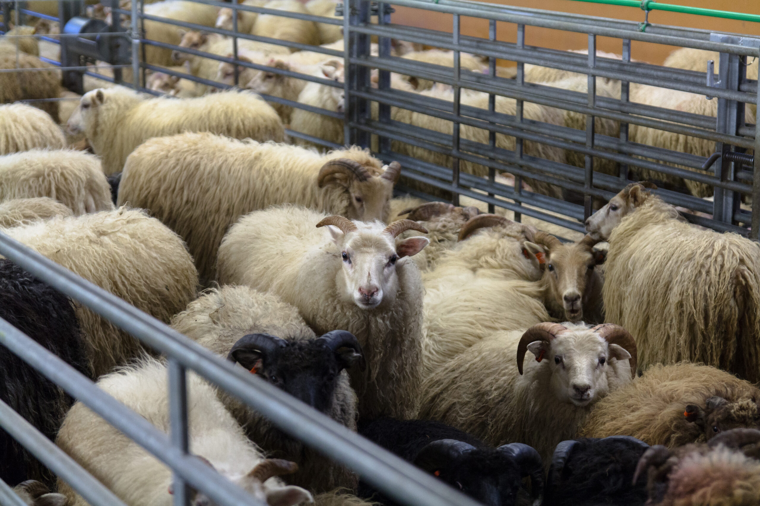 Síðasti sláturdagur