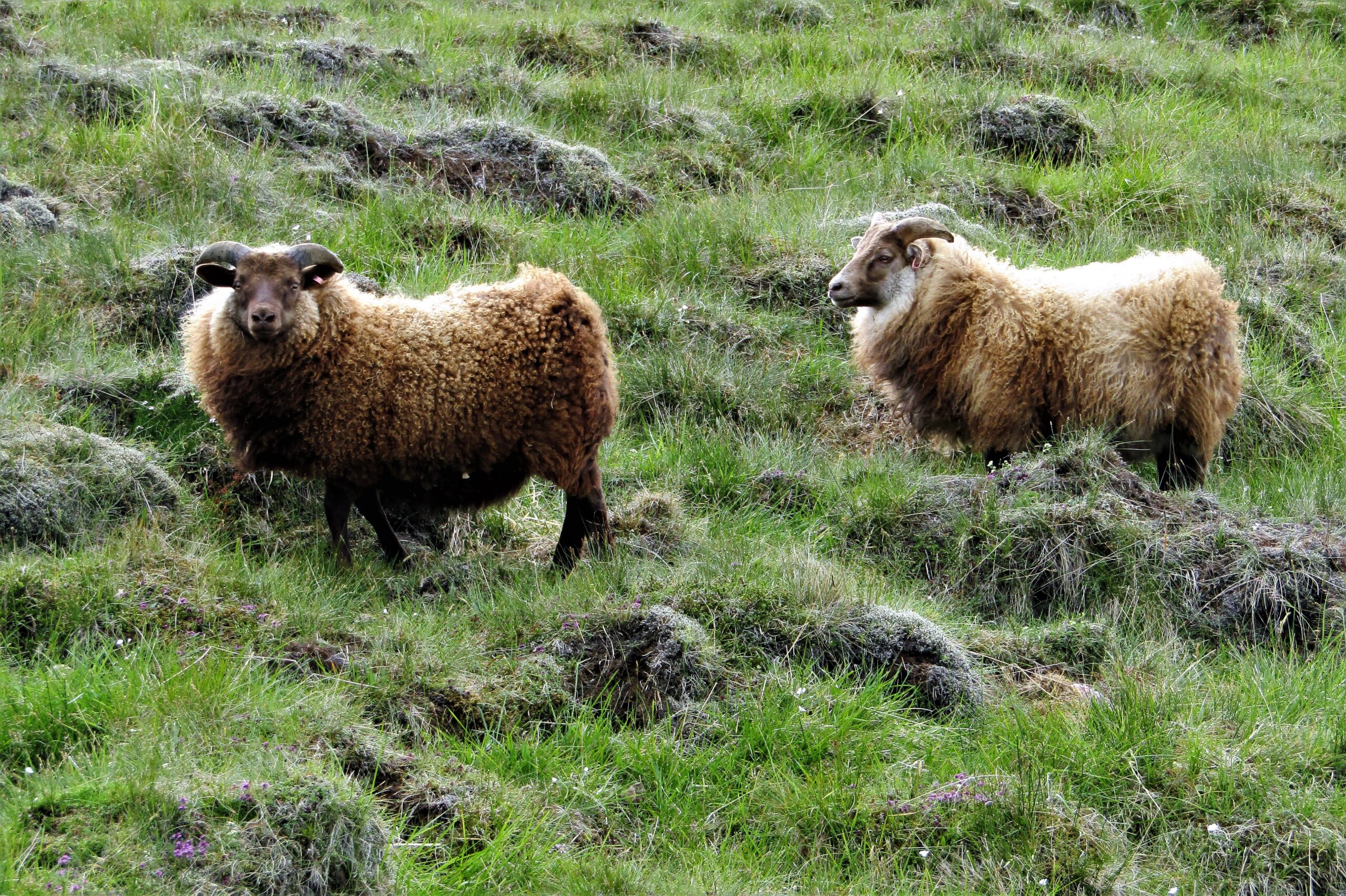 Afurðamiðar 2023 hafa verið birtir á viðskiptavef KS